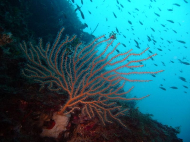  en el rojo de los corales 